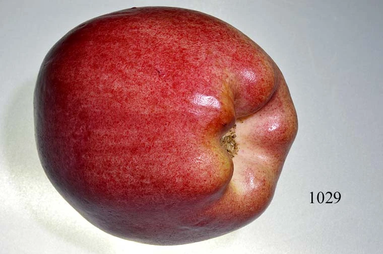 Produkt - Gloster-Apfel