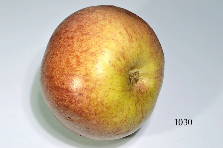 Produkt - Apfel Cox orange