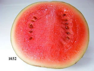 Wassermelone 1/2 Lebensmittelattrappe