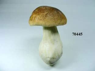 Steinpilz Gr.5