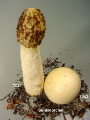 Stinkmorchel-Phallus