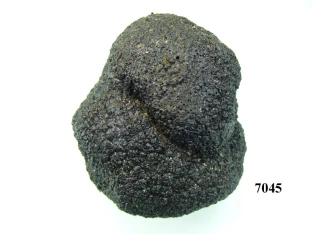 Trüffelpilz schwarz groß