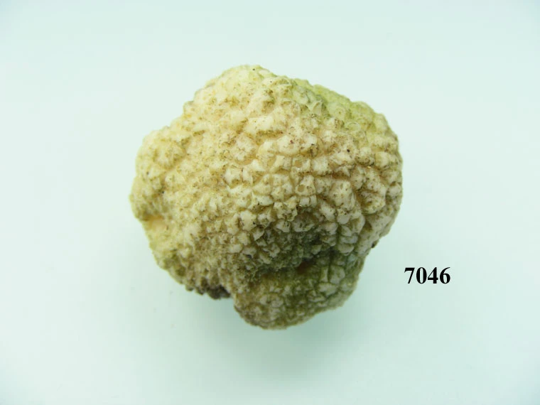 Produkt - Trüffelpilz weiß klein