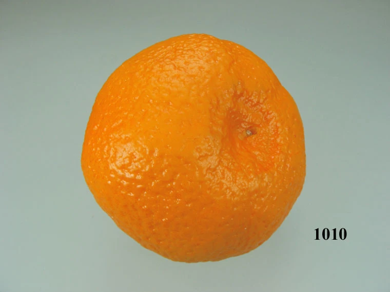 Produkt - Clementine Lebensmittelattrappe