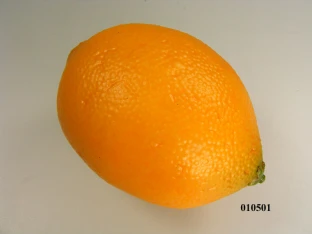 Zitrone massiv