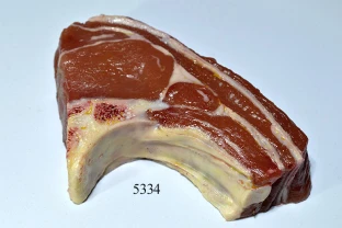 Lamm-Kotelett Lebensmittelattrappe