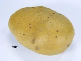 Feldkartoffel