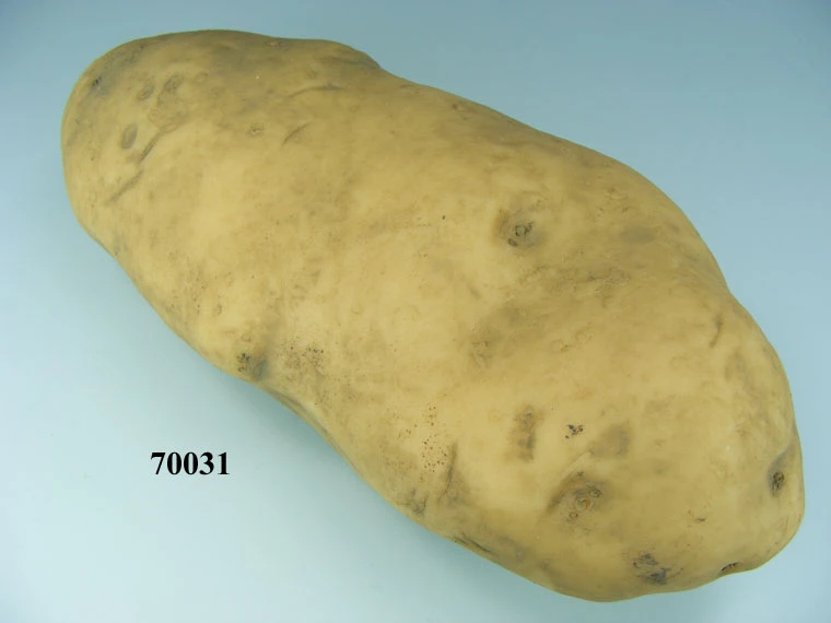Produkt - Kartoffel groß