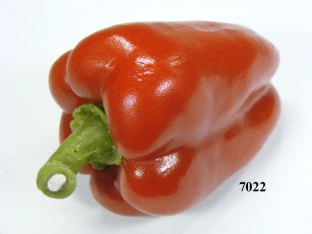 Paprika rot