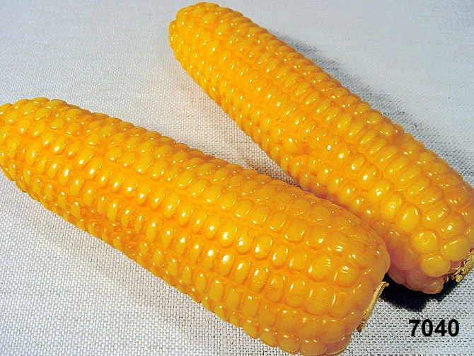 Produkt - Maiskolben