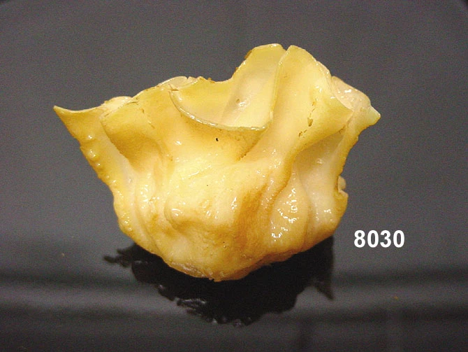 Produkt - Shrimp Wantan gegart