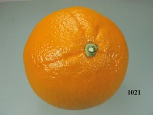 Lebensmittelattrappe Orange